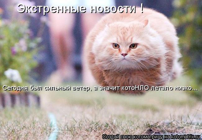 Сегодня был сильный ветер, а значит котоНЛО летало низко... Экстренные новости !... Котоматрица: Сегодня был сильный ветер, а значит котоНЛО летало низко... Экстренные новости !