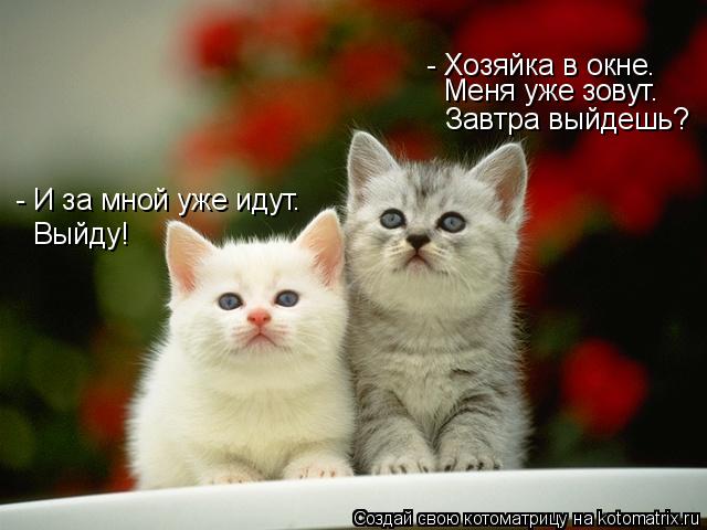 - Хозяйка в окне. Меня уже зовут. Завтра выйдешь? - И за мной уже идут. Выйду!... Котоматрица: - Хозяйка в окне. Меня уже зовут. Завтра выйдешь? - И за мной уже идут. Выйду!