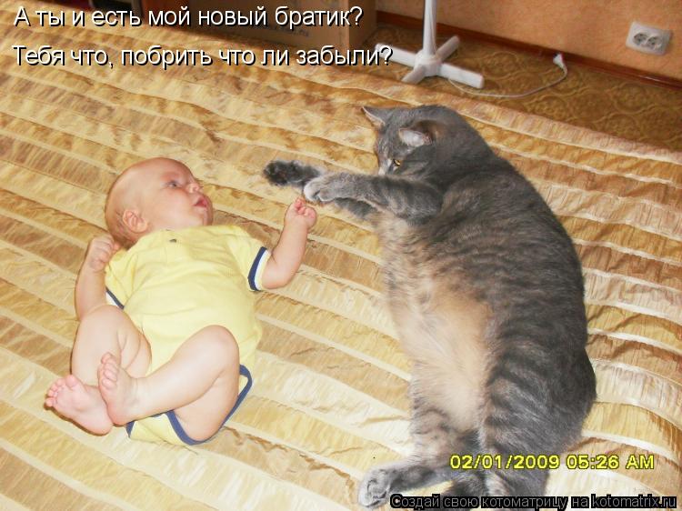 А ты и есть мой новый братик? Тебя что, побрить что ли забыли?... Котоматрица: А ты и есть мой новый братик? Тебя что, побрить что ли забыли?