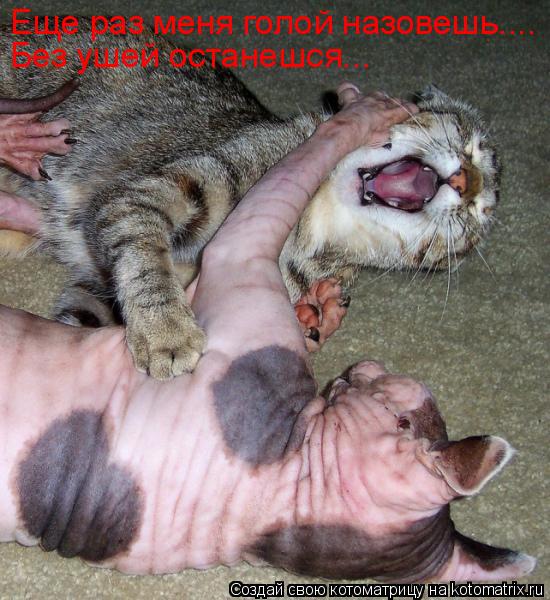 Еще раз меня голой назовешь.... Без ушей останешся...... Котоматрица: Еще раз меня голой назовешь.... Без ушей останешся...
