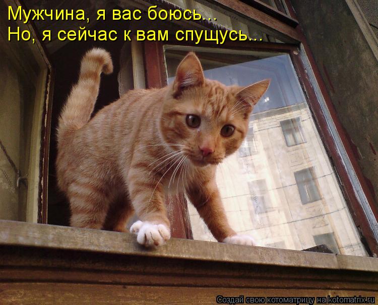 Мужчина, я вас боюсь... Но, я сейчас к вам спущусь...... Котоматрица: Мужчина, я вас боюсь... Но, я сейчас к вам спущусь...