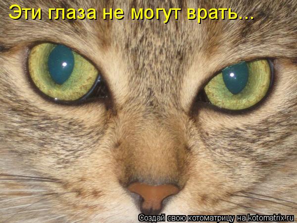 Эти глаза не могут врать...... Котоматрица: Эти глаза не могут врать...
