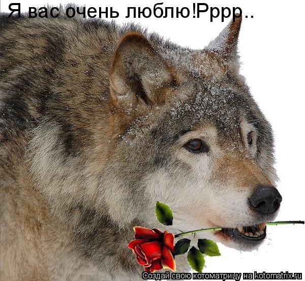 Я вас очень люблю!Рррр..... Котоматрица: Я вас очень люблю!Рррр..