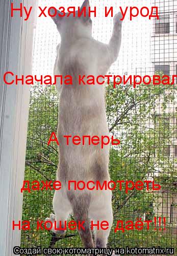 Ну хозяин и урод Сначала кастрировал А теперь даже посмотреть на кошек не даёт!!!... Котоматрица: Ну хозяин и урод Сначала кастрировал А теперь даже посмотреть на кошек не даёт!!!