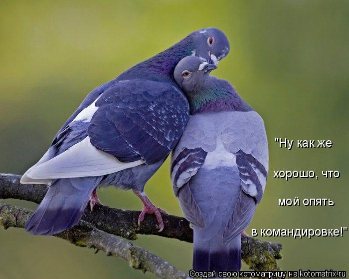 в командировке!" мой опять хорошо, что "Ну как же... Котоматрица: в командировке!" мой опять хорошо, что "Ну как же