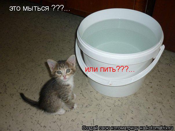 это мыться ???... или пить???...... Котоматрица: это мыться ???... или пить???...