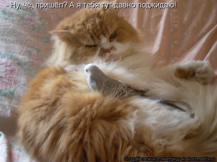 - Ну, чё, пришёл? А я тебя тут давно поджидаю!... Котоматрица: - Ну, чё, пришёл? А я тебя тут давно поджидаю!