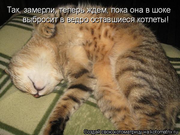 Так, замерли, теперь ждем, пока она в шоке выбросит в ведро оставшиеся котлеты!... Котоматрица: Так, замерли, теперь ждем, пока она в шоке выбросит в ведро оставшиеся котлеты!