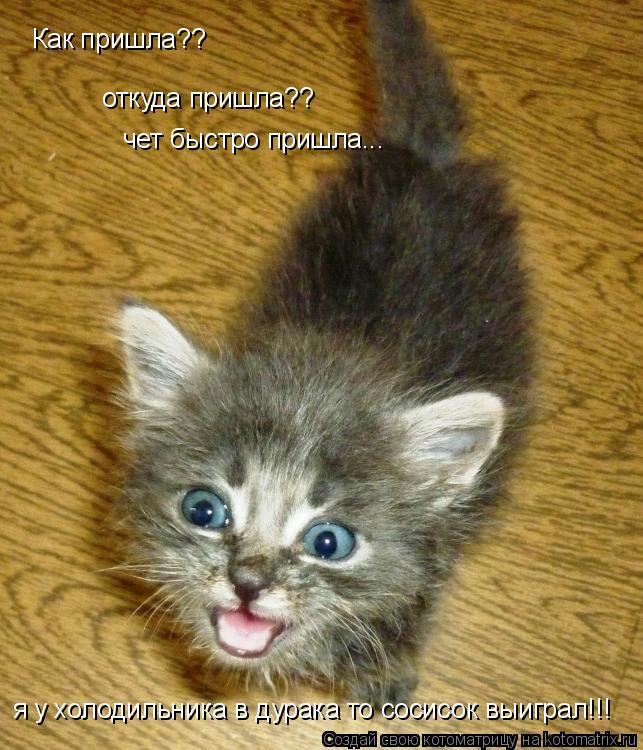 Как пришла?? откуда пришла?? чет быстро пришла... я у холодильника в дурака то сосисок выиграл!!!... Котоматрица: Как пришла?? откуда пришла?? чет быстро пришла... я у холодильника в дурака то сосисок выиграл!!!