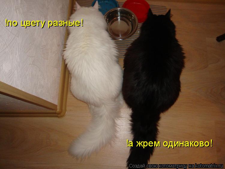 Котоматрица: !по цвету разные! !а жрем одинаково!