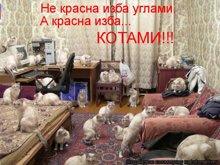 Котоматрица: Не красна изба углами, А красна изба... КОТАМИ!!!