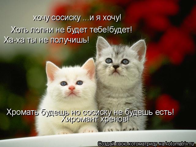 Котоматрица: хочу сосиску ...и я хочу! Хоть лопни не будет тебе!будет!  Ха-ха ты не получишь! Хромать будешь но сосиску не будешь есть! Хиромант хренов!