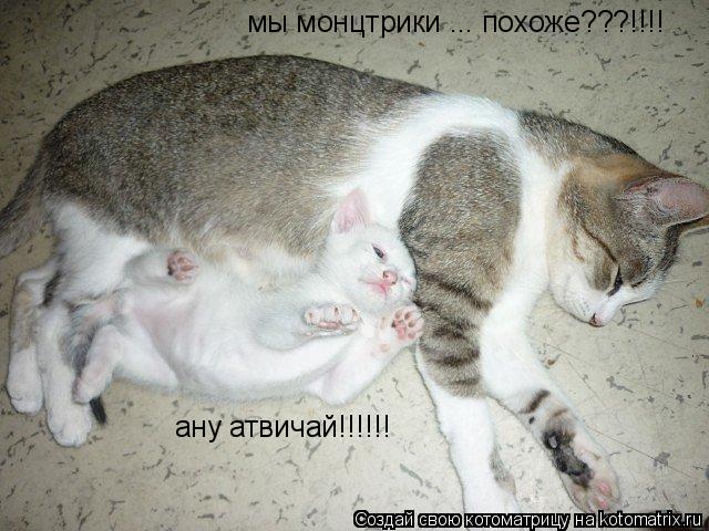 Котоматрица: мы монцтрики ... похоже???!!!! ану атвичай!!!!!!