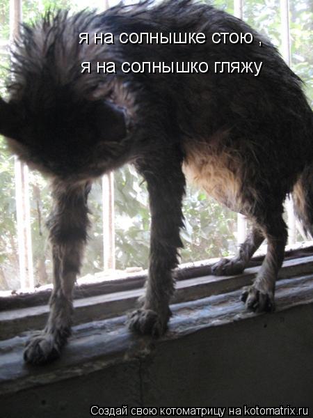 Котоматрица: я на солнышке стою ,  я на солнышко гляжу