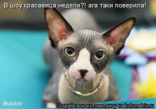 Котоматрица: В шоу красавица недели?! ага таки поверила!