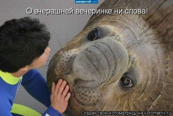 Котоматрица: О вчерашней вечеринке ни слова!