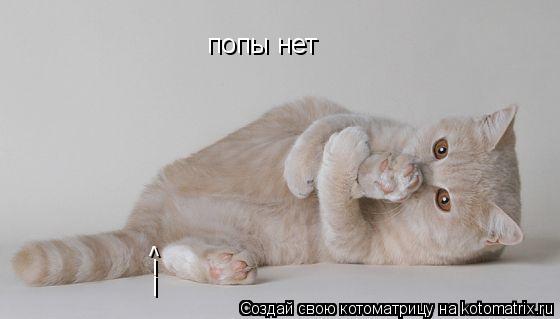 Котоматрица: ! ! ^ . попы нет