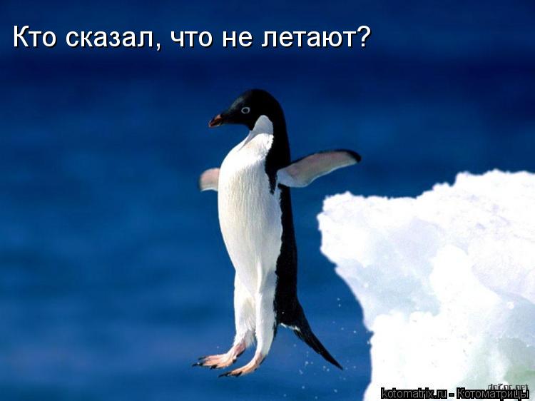 Котоматрица: Кто сказал, что не летают?