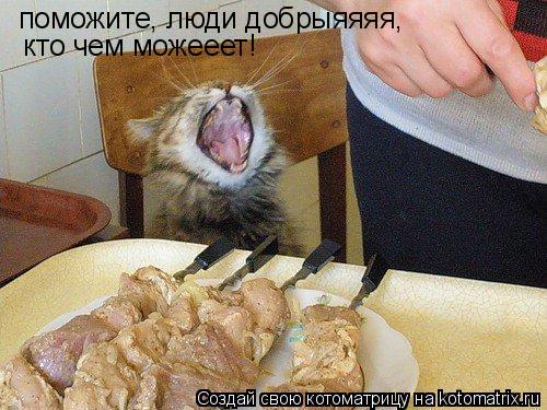 Котоматрица: поможите, люди добрыяяяя,  кто чем можееет!