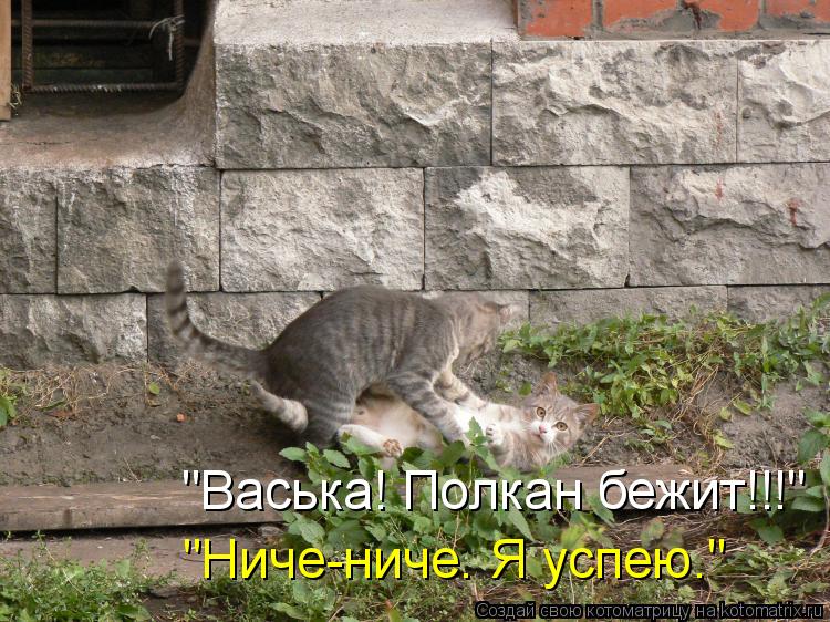 Котоматрица: "Васька! Полкан бежит!!!" "Ниче-ниче. Я успею."