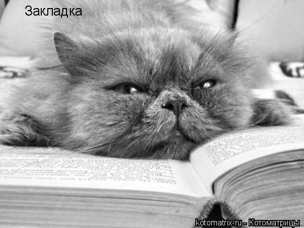 Котоматрица: Закладка