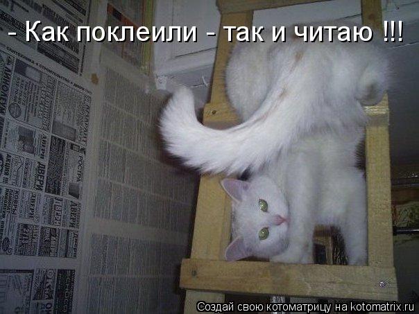 - Как поклеили - так и читаю !!!... Котоматрица: - Как поклеили - так и читаю !!!