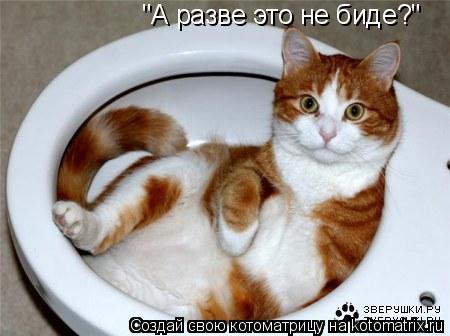 Котоматрица: "А разве это не биде?"