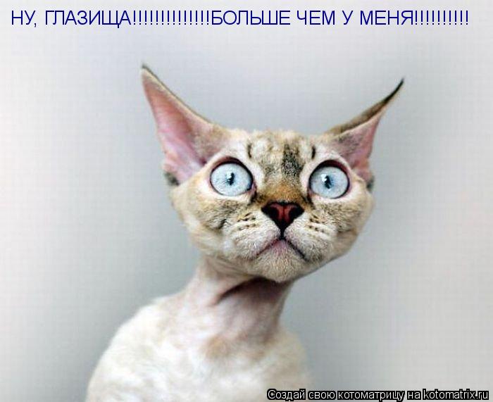 Котоматрица: НУ, ГЛАЗИЩА!!!!!!!!!!!!!!БОЛЬШЕ ЧЕМ У МЕНЯ!!!!!!!!!!