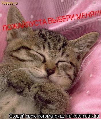 Котоматрица: ПОЖАЙЛУСТА ВЫБЕРИ МЕНЯ!!!!!!!