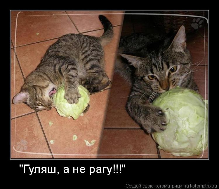 Котоматрица: "Гуляш, а не рагу!!!"