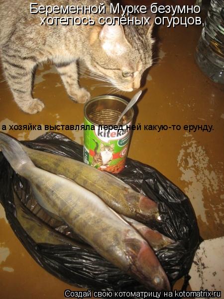 Котоматрица: Беременной Мурке безумно  хотелось солёных огурцов, а хозяйка выставляла перед ней какую-то ерунду.