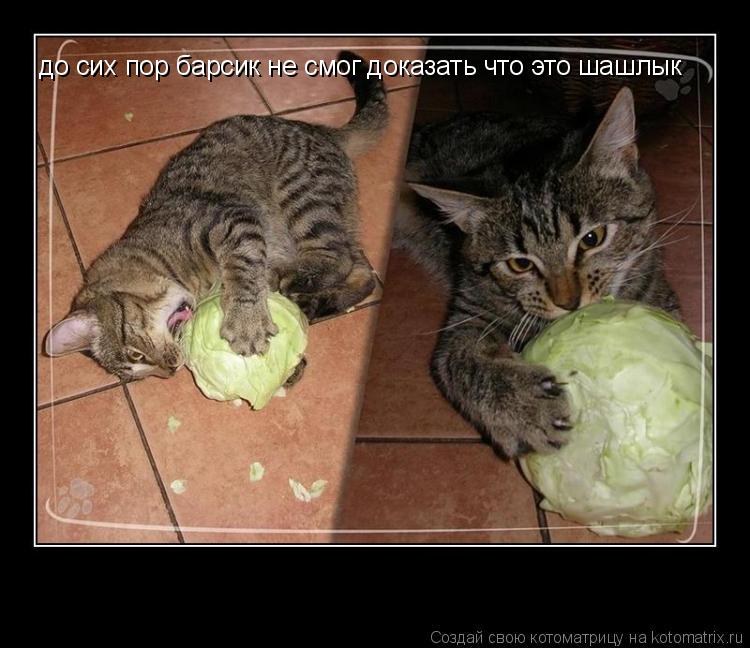 Котоматрица: до сих пор барсик не смог доказать что это шашлык