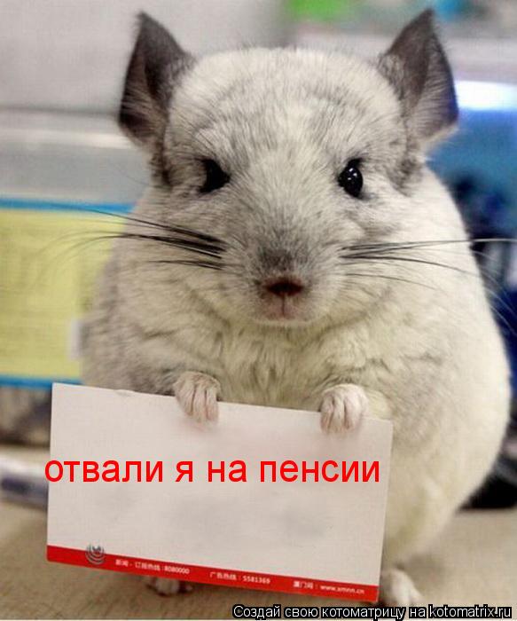 Котоматрица: отвали я на пенсии