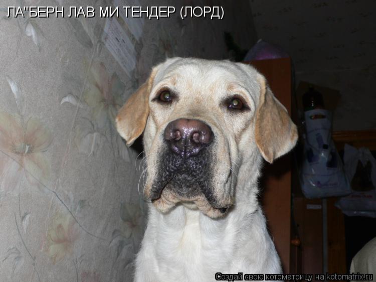 Котоматрица: ЛА"БЕРН ЛАВ МИ ТЕНДЕР (ЛОРД)