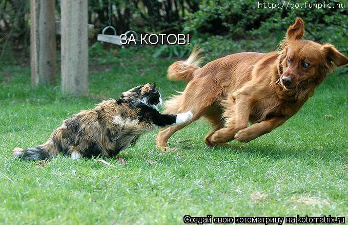 Котоматрица: ЗА КОТОВ!