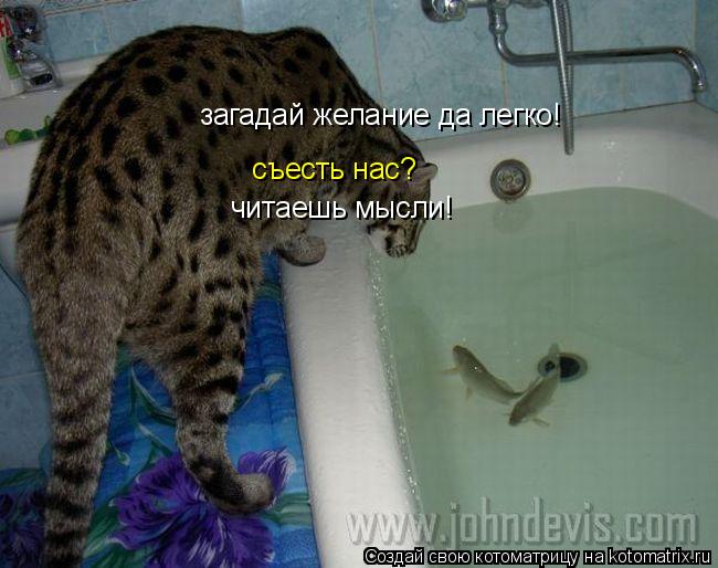 загадай желание да легко! съесть нас? читаешь мысли!... Котоматрица: загадай желание да легко! съесть нас? читаешь мысли!