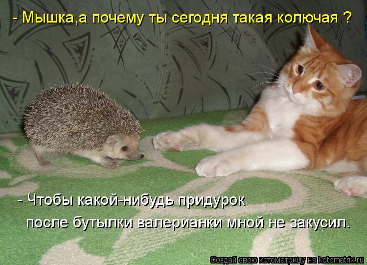 Котоматрица: - Мышка,а почему ты сегодня такая колючая ? - Чтобы какой-нибудь придурок  после бутылки валерианки мной не закусил.