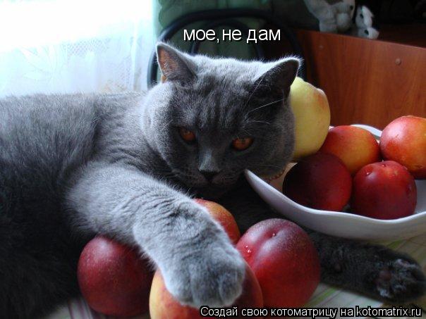 мое,не дам... Котоматрица: мое,не дам
