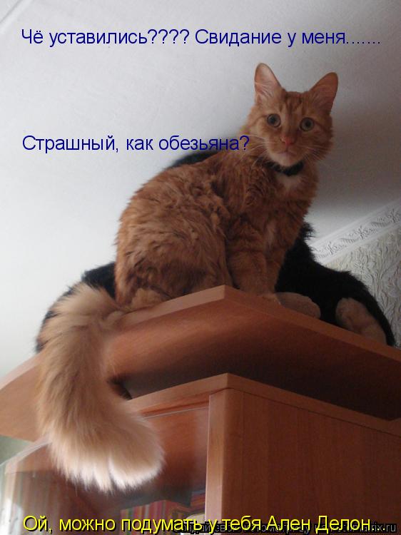 Чё уставились???? Свидание у меня....... Страшный, как обезьяна? Ой, можно подумать у тебя Ален Делон... Котоматрица: Чё уставились???? Свидание у меня....... Страшный, как обезьяна? Ой, можно подумать у тебя Ален Делон...