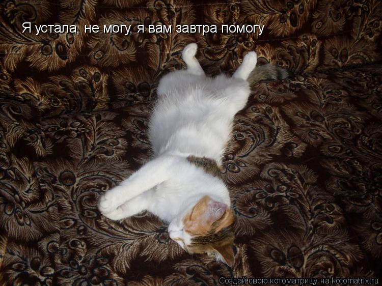 Я устала, не могу, я вам завтра помогу... Котоматрица: Я устала, не могу, я вам завтра помогу