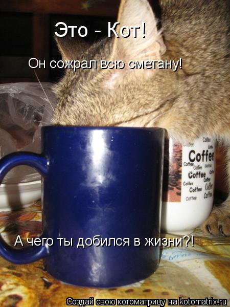 Это - Кот! Он сожрал всю сметану! А чего ты добился в жизни?!... Котоматрица: Это - Кот! Он сожрал всю сметану! А чего ты добился в жизни?!