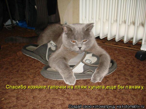 Спасибо хозяйке,тапочки на пляж купила,еще бы панаму.... Котоматрица: Спасибо хозяйке,тапочки на пляж купила,еще бы панаму.