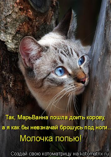 Так, МарьВанна пошла доить корову, а я как бы невзначай брошусь под ноги... Молочка попью!... Котоматрица: Так, МарьВанна пошла доить корову, а я как бы невзначай брошусь под ноги... Молочка попью!