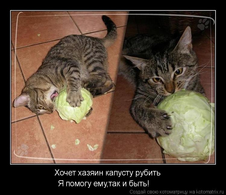 Хочет хазяин капусту рубить Я помогу ему,так и быть!... Котоматрица: Хочет хазяин капусту рубить Я помогу ему,так и быть!