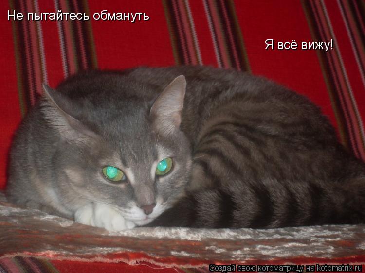 Не пытайтесь обмануть Я всё вижу!... Котоматрица: Не пытайтесь обмануть Я всё вижу!