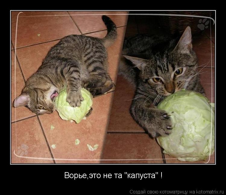 Ворье,это не та "капуста" !... Котоматрица: Ворье,это не та "капуста" !
