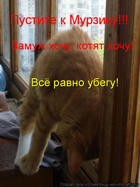 Пустите к Мурзику!!! Замуж хочу, котят хочу! Всё равно убегу!... Котоматрица: Пустите к Мурзику!!! Замуж хочу, котят хочу! Всё равно убегу!