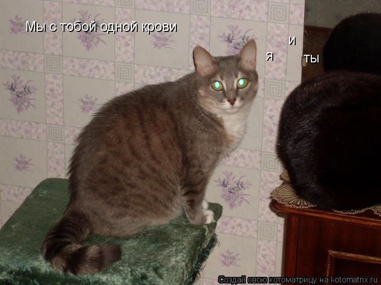 Мы с тобой одной крови ты и я... Котоматрица: Мы с тобой одной крови ты и я