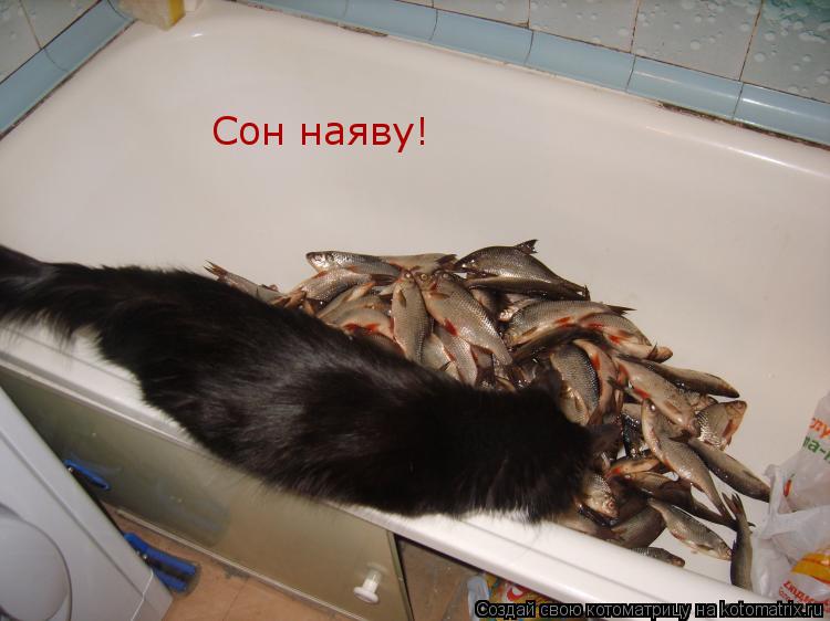 Сон наяву!... Котоматрица: Сон наяву!