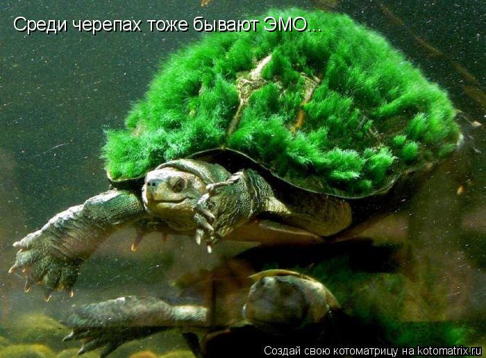 Среди черепах тоже бывают ЭМО...... Котоматрица: Среди черепах тоже бывают ЭМО...